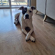 Jean Jacques participe au concours pour gagner de l'argent avec cette photo : dog, indoor, wooden_floor, crossed_paws, black_patch, white_dog, relaxed, sunlight, glass_door, patio_chair, furniture, home, pet, canine, portrait, flooring, natural_light, resting, quiet, calm