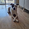 dog, indoor, wooden_floor, crossed_paws, black_patch, white_dog, relaxed, sunlight, glass_door, patio_chair, furniture, home, pet, canine, portrait, flooring, natural_light, resting, quiet, calm