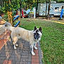 animal, camper, curious, daylight, dog, fence, garden, grass, leafy, nature, outdoor, patio, paved_path, pet, quiet, satellite_dish, standing, sunlight, trees, yard