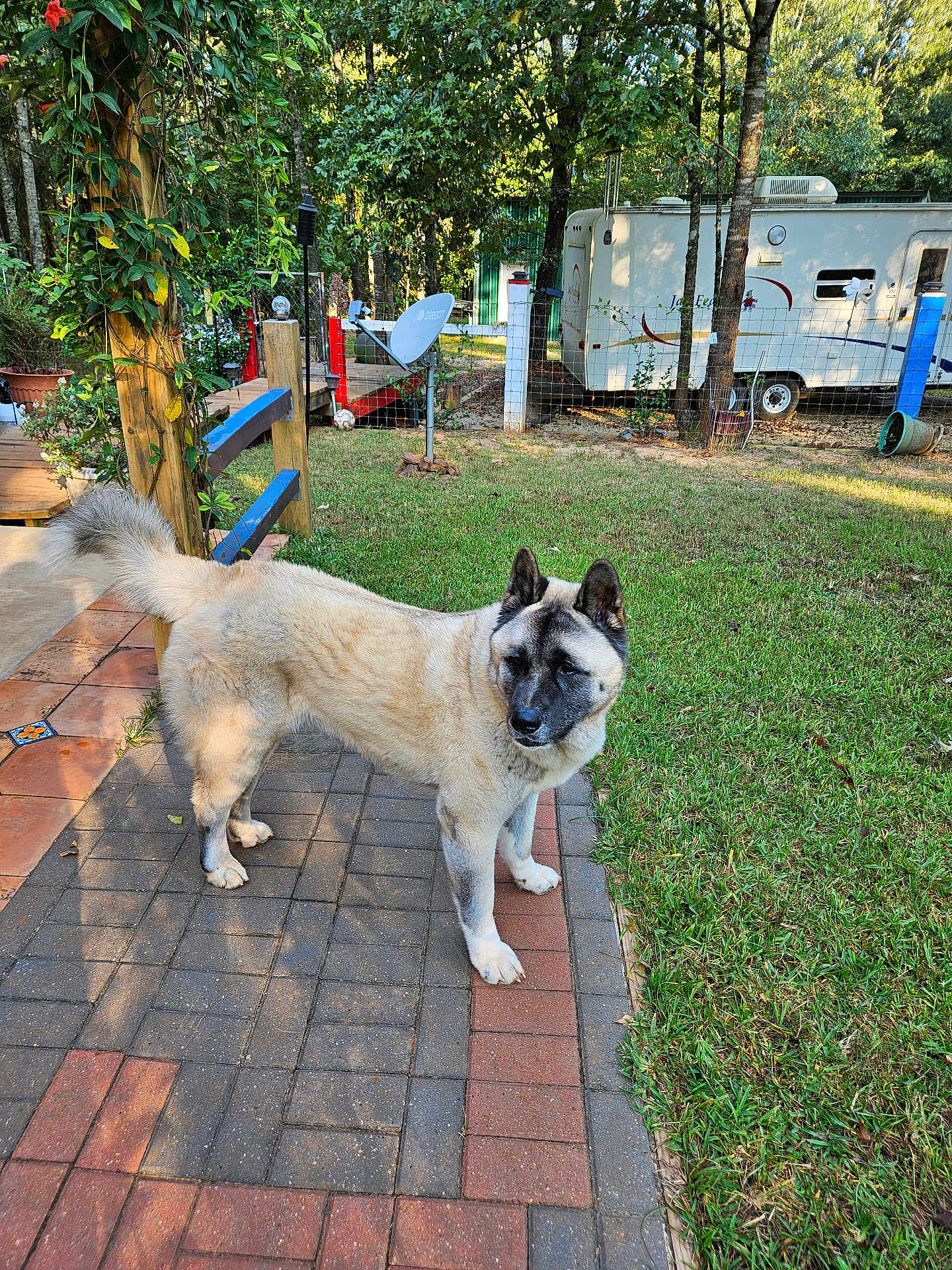 Silencio joined the competition — help win amazing prizes! animal, camper, curious, daylight, dog, fence, garden, grass, leafy, nature, outdoor, patio, paved_path, pet, quiet, satellite_dish, standing, sunlight, trees, yard