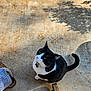 animal, bell, black_and_white, cat, closeup, collar, concrete_floor, curious, daylight, foot, nature_shadow, outdoor, pet, plaid_pants, shadow, shoe, sitting, sunlight, tuxedo_cat, wooden_furniture