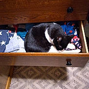 Hissy Boy joined the competition — help win amazing prizes! cat, drawer, clothes, black_and_white, sleeping, feline, cozy, indoor, wood, furniture, patterned_rug, pet, resting, domestic_animal, curled_up, comfortable, household, soft_textile, relaxed, close_up