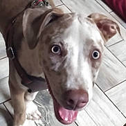 Pepita joined the competition — help win amazing prizes! animal, blue_eyes, canine, close_up, collar, companion, dog, domestic, ears, floor_tiles, fur, happy, indoor, looking_up, muzzle, pet, playful, snout, spotted_face, tongue_out