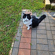 Slick Baby joined the competition — help win amazing prizes! cat, black_and_white, pet, animal, outdoor, grass, paving_stones, collar, tail, sidewalk, nature, daylight, fur, whiskers, alert, sitting, closeup, domestic_cat, mammal, garden