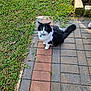 cat, black_and_white, pet, animal, outdoor, grass, paving_stones, collar, tail, sidewalk, nature, daylight, fur, whiskers, alert, sitting, closeup, domestic_cat, mammal, garden