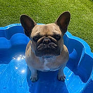 Vénus a rejoint le concours — aidez-le/la à gagner de superbes lots ! dog, french_bulldog, blue_pool, water, shadow, grass, outdoor, sunny, pet, animal, summer, playful, small_dog, ears, face, green, backyard, toy, daylight, cute