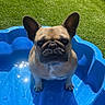 dog, french_bulldog, blue_pool, water, shadow, grass, outdoor, sunny, pet, animal, summer, playful, small_dog, ears, face, green, backyard, toy, daylight, cute