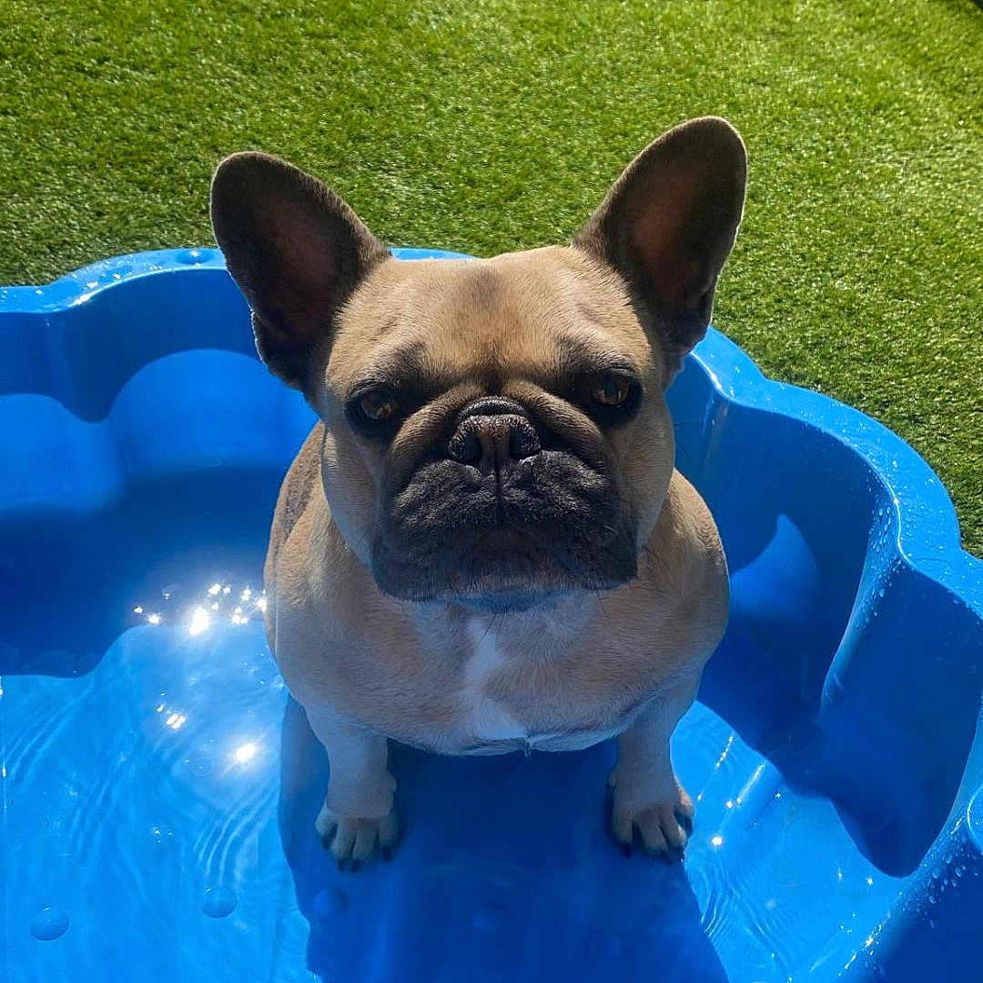 Vénus a rejoint le concours — aidez-le/la à gagner de superbes lots ! dog, french_bulldog, blue_pool, water, shadow, grass, outdoor, sunny, pet, animal, summer, playful, small_dog, ears, face, green, backyard, toy, daylight, cute