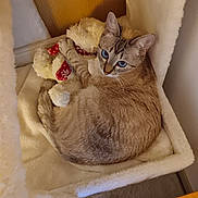 Perle a rejoint le concours — aidez-le/la à gagner de superbes lots ! abyssinian, animal, bed, blanket, box, cat, couch, cradle, crib, drawer, furniture, hardwood, homedecor, infantbed, kitten, linen, manx, pet, siamese, wood