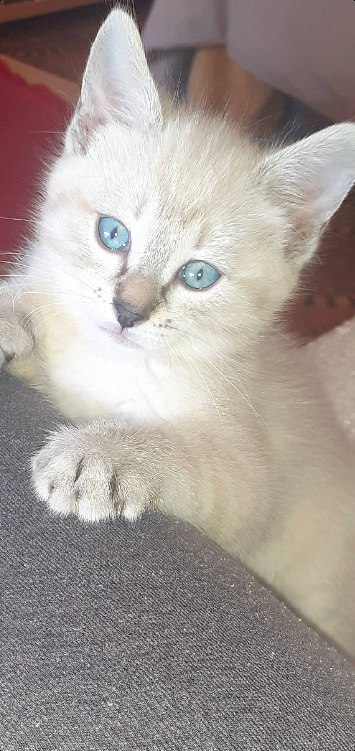 Perle a rejoint le concours — aidez-le/la à gagner de superbes lots ! balinese, british_longhair, carnivore, cat, claw, domestic_short_haired_cat, fawn, felidae, fur, iris, paw, ragdoll, small_to_medium_sized_cats, snout, tail, terrestrial_animal, thai, whiskers