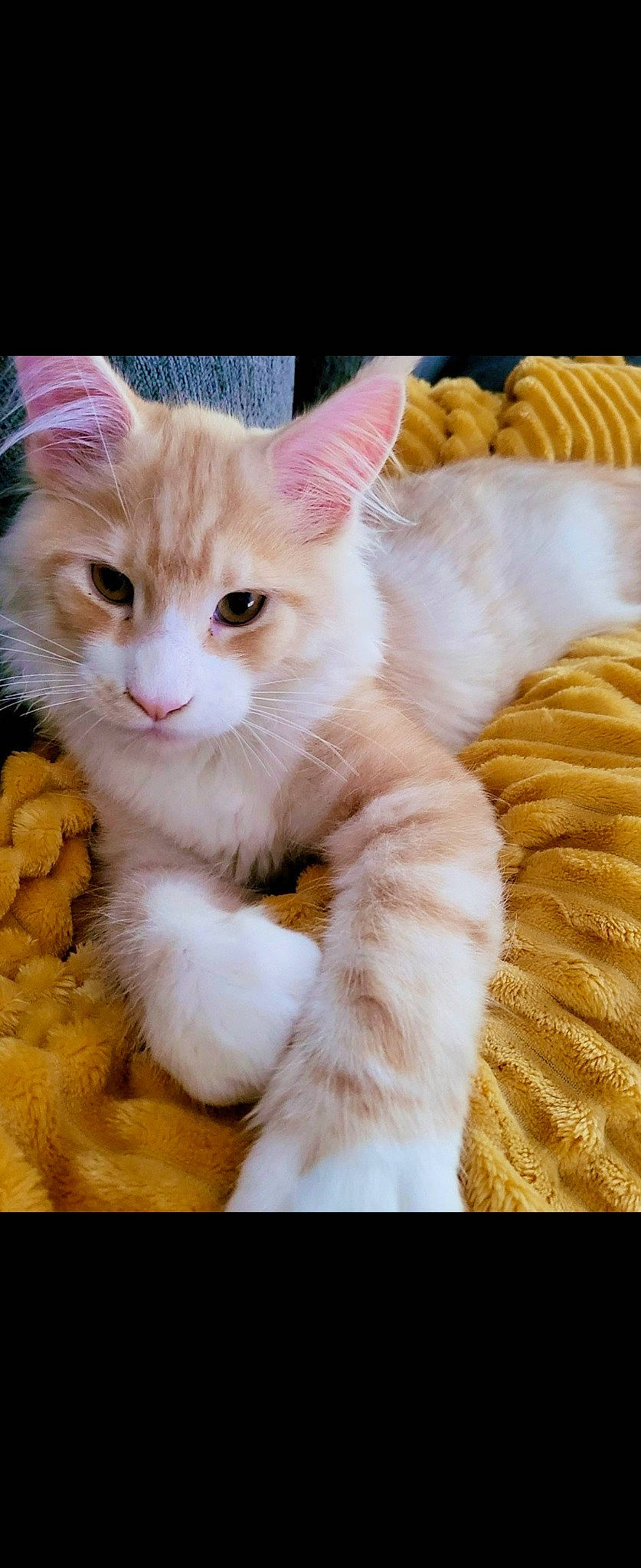 Ulhan a rejoint le concours — aidez-le/la à gagner de superbes lots ! carnivore, cat, claw, comfort, domestic_short_haired_cat, fawn, felidae, fur, paw, photo_caption, sitting, small_to_medium_sized_cats, snout, tail, whiskers