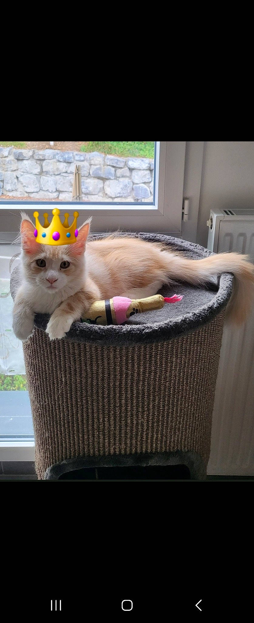 Ulhan participe au concours pour gagner de l'argent avec cette photo : animal_shelter, basket, box, carnivore, cat, cat_supply, comfort, domestic_short_haired_cat, fawn, felidae, fur, household_supply, paw, pet_supply, room, small_to_medium_sized_cats, storage_basket, tail, whiskers, wicker