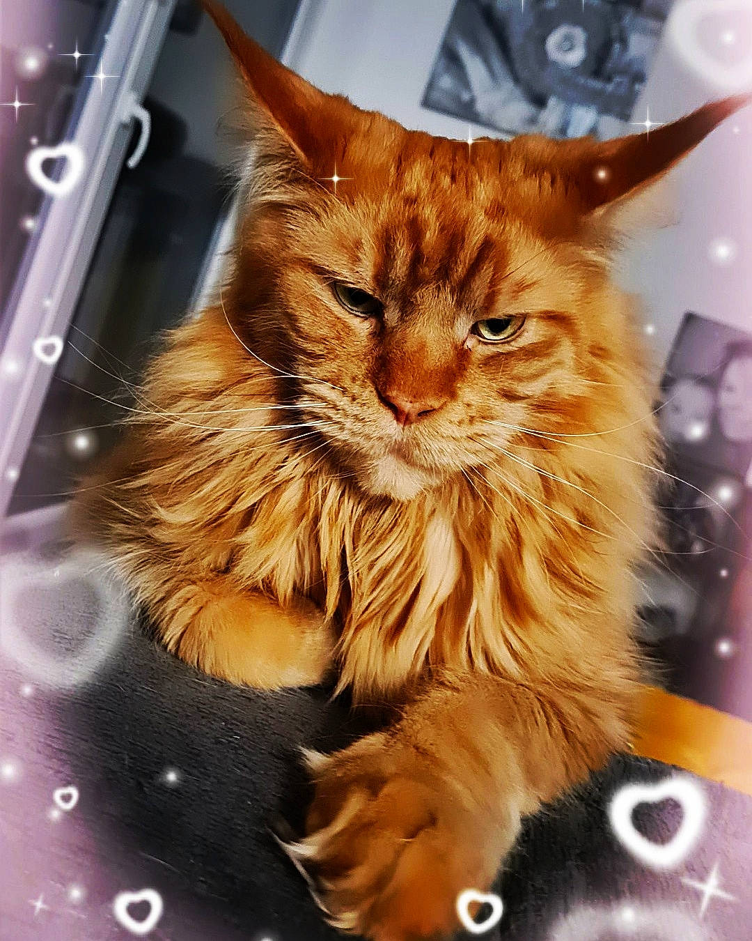 Shelby a rejoint le concours — aidez-le/la à gagner de superbes lots ! carnivore, cat, claw, domestic_short_haired_cat, fawn, felidae, fur, maine_coon, paw, small_to_medium_sized_cats, snout, tail, terrestrial_animal, whiskers, window