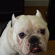 Chino joined the competition — help win amazing prizes! bulldog, dog, pet, close_up, indoor, wooden_floor, animal, canine, white_fur, black_spots, tongue, face, portrait, cute, companion, domestic, mammal, expression, wrinkles, sitting