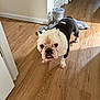 animal, bulldog, canine, companion, curious, cute, dog, domestic_animal, flooring, front_view, home, household, indoor, looking, mammal, pet, portrait, short_hair, standing, wooden_floor