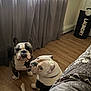 animal, bulldog, companion, curious, curtains, cute, dog, domestic, floor, home, indoor, laundry_basket, light, looking_up, natural_light, pet, room, two_dogs, wooden_floor, wrinkled_face