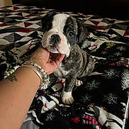Cash joined the competition — help win amazing prizes! animal, bed, black_and_white, blanket, bracelet, cozy, cute, dog, domestic, fur, hand, indoor, patterned_blanket, pet, puppy, resting, sleepy, small, tattoo, young