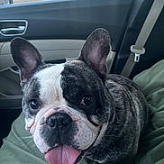 Cash is registered to the contest to win money with this photo: dog, french_bulldog, pet, animal, car_interior, seatbelt, blanket, tongue_out, ears, close_up, canine, companion, cute, face, fur, sitting, window, door_handle, domestic_animal, portrait