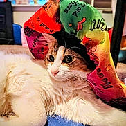 Nova Lee joined the competition — help win amazing prizes! cat, fluffy, hat, colorful, text_on_hat, indoor, pet, relaxed, animal, closeup, lying_down, white_fur, brown_fur, motivational_text, blue_surface, cozy, cute, portrait, domestic_cat, resting