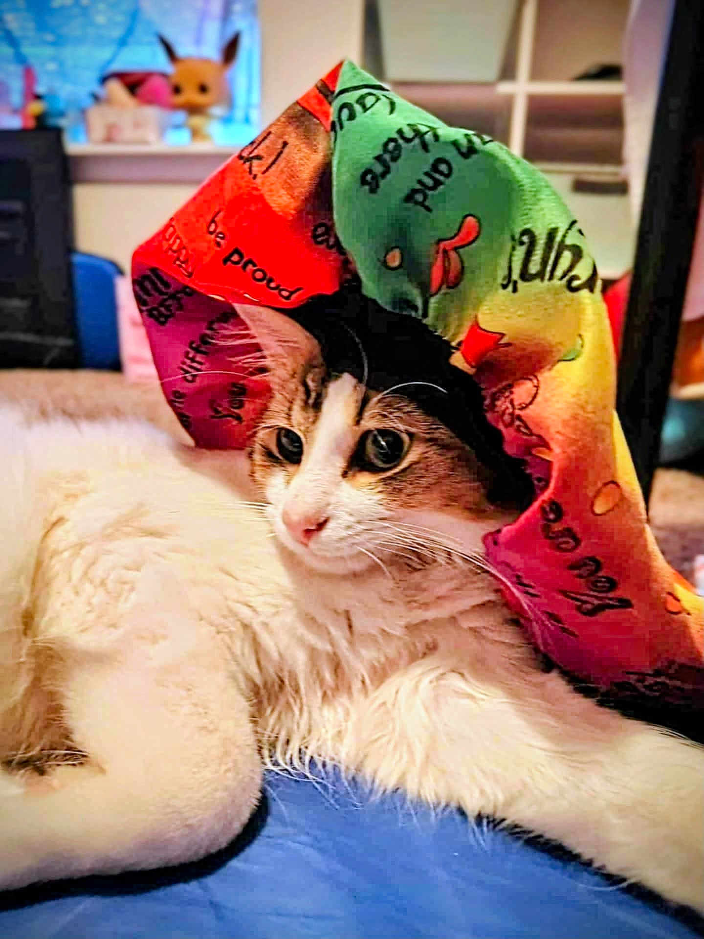 Nova Lee joined the competition — help win amazing prizes! cat, fluffy, hat, colorful, text_on_hat, indoor, pet, relaxed, animal, closeup, lying_down, white_fur, brown_fur, motivational_text, blue_surface, cozy, cute, portrait, domestic_cat, resting