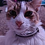 Nova Lee is registered to the contest to win money with this photo: cat, close_up, fluffy, whiskers, collar, pink_nose, pet, indoor, fur, animal, face, cute, domestic_cat, portrait, feline, mammal, eyes, nose, soft, whisker