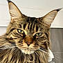 cat, maine_coon, close_up, fluffy, green_eyes, ears, whiskers, feline, pet, indoor, portrait, animal, muzzle, fur, tabby, face, closeup, looking, domestic_cat, cute