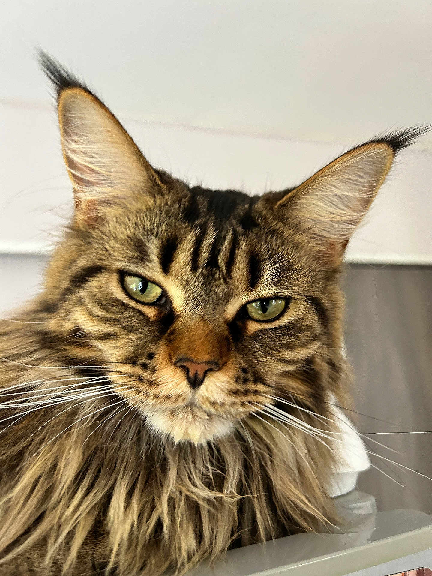 Venus participe au concours pour gagner de l'argent avec cette photo : cat, maine_coon, close_up, fluffy, green_eyes, ears, whiskers, feline, pet, indoor, portrait, animal, muzzle, fur, tabby, face, closeup, looking, domestic_cat, cute