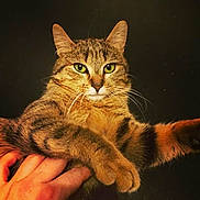 Polly joined the competition — help win amazing prizes! animal, black_background, brown_fur, cat, close_up, cute, domestic_cat, feline, fur, green_eyes, hand, indoor, looking_at_camera, mammal, paw, pet, portrait, resting, tabby_cat, whiskers