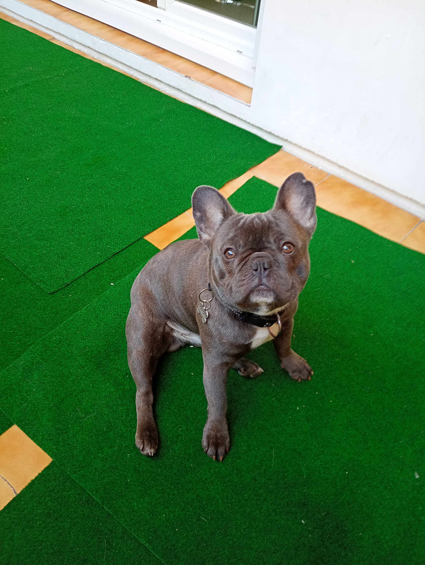 Twix a rejoint le concours — aidez-le/la à gagner de superbes lots ! dog, french_bulldog, pet, canine, sitting, green_turf, collar, dog_tag, ears, eyes, porch, tiles, indoor, short_hair, blue_coat, curious, looking_up, paw, floor, companion