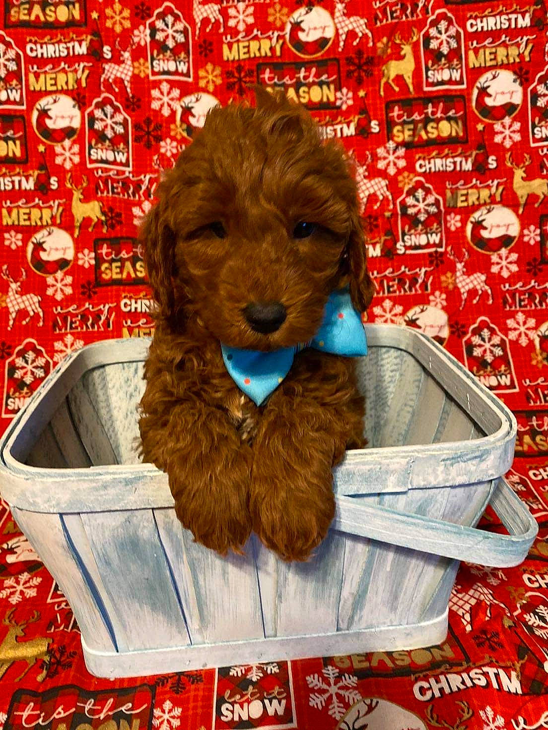 Bentley is registered to the contest to win money with this photo: brown, canidae, carnivore, collar, companion_dog, dog, dog_breed, dog_collar, dog_supply, fur, liver, non_sporting_group, pet_supply, snout, sporting_group, toy_dog, vertebrate, water_dog, working_animal, working_dog