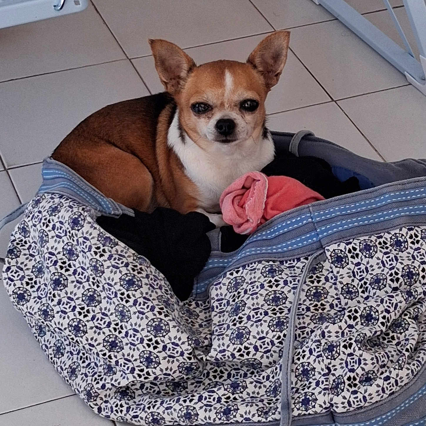 Oly participe au concours pour gagner de l'argent avec cette photo : dog, chihuahua, small_dog, pet, animal, portrait, sitting, lying_down, brown_and_white, ears, face, eyes, nose, laundry_basket, blanket, clothing, floral_pattern, tile_floor, indoor, cute