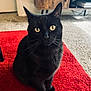 animal, black_cat, carpet, cat, closeup, cozy, curious, domestic_cat, feline, floor, furniture, indoor, living_room, pet, portrait, red_rug, sitting, whiskers, wooden_cabinet, yellow_eyes