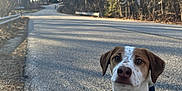 Riku is registered to the contest to win money with this photo: dog, pet, road, tree, leafless_tree, outdoor, daylight, animal, jacket, leash, collar, pavement, nature, quiet, walking, curious, brown_and_white, canine, sunlight, forest_edge