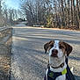dog, pet, road, tree, leafless_tree, outdoor, daylight, animal, jacket, leash, collar, pavement, nature, quiet, walking, curious, brown_and_white, canine, sunlight, forest_edge