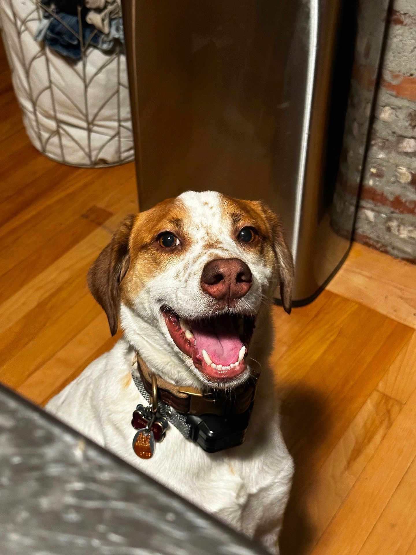 Riku joined the competition — help win amazing prizes! dog, smiling, indoor, wooden_floor, collar, pet_tag, happy, brown_and_white, close_up, flooring, metal_trash_bin, looking_up, ears, tongue, animal, canine, household, fur, domestic_animal, portrait