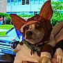 Riku is registered to the contest to win money with this photo: dog, costume, large_ears, person, arm, vintage_car, building, grass, outdoor, window, sign, greenery, collar, tag, brown, white, fur, hand, holding, background