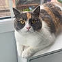 Nala is registered to the contest to win money with this photo: animal, cabinet, calico, cat, curious, domestic, feline, fur, golden_eyes, home, indoor, looking_at_camera, paws, pet, portrait, relaxed, sitting, whiskers, white, window