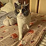 animal, autumn_theme, bed, blanket, calico_cat, cat, cozy, curious, cute, domestic_cat, furniture, indoor, pet, plush_toy, pumpkin, soft_texture, walking, warm_lighting, whiskers, yellow_eyes