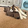 Nala joined the competition — help win amazing prizes! animal, cabinet, calico_cat, carpet, cat, comfortable, cozy, cute, dachshund_pillow, domestic_cat, furniture, home, indoor, living_room, pet_hideout, plush_toy, relaxed, resting, sleeping, soft