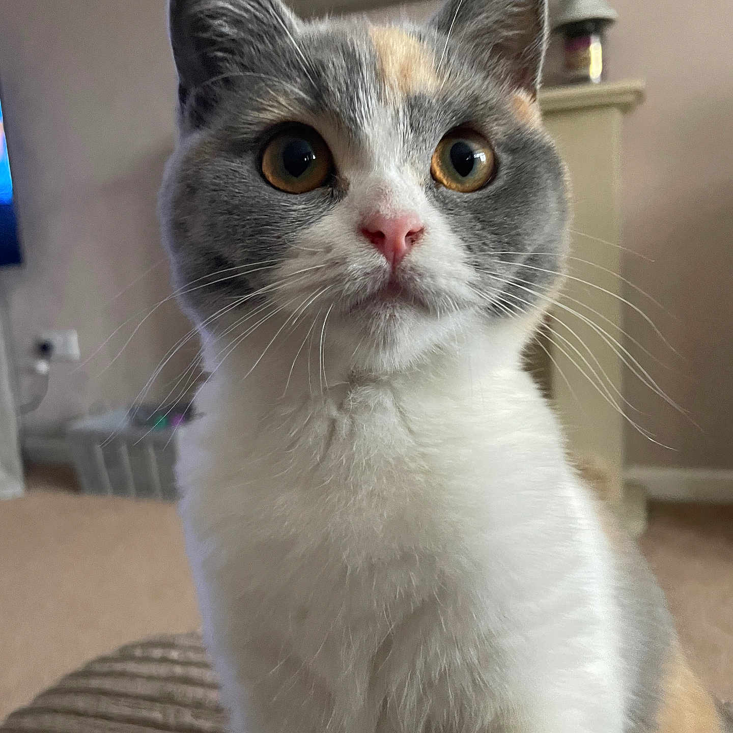 Nala is registered to the contest to win money with this photo: abyssinian, angora, animal, architecture, building, cat, computerhardware, electronics, furniture, hardware, hardwood, indoors, kitten, manx, monitor, pet, screen, siamese, tv, wood