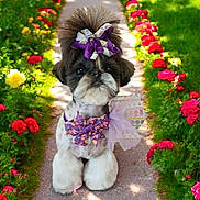 Daisy is registered to the contest to win money with this photo: accessory, adorable, bow, colorful, cute, decorated, dog, flowers, fluffy, garden, greenery, nature, outdoor, pathway, pet, portrait, purple, small_dog, summer, sunlight