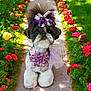 accessory, adorable, bow, colorful, cute, decorated, dog, flowers, fluffy, garden, greenery, nature, outdoor, pathway, pet, portrait, purple, small_dog, summer, sunlight