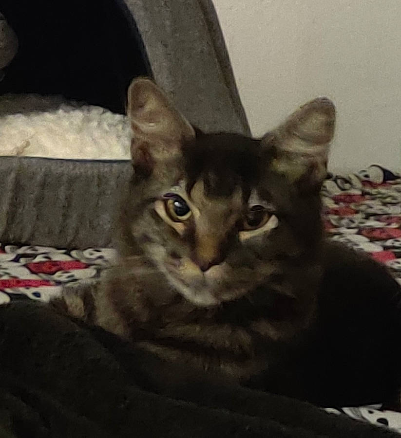 Cole is registered to the contest to win money with this photo: bedding, carnivore, cat, comfort, darkness, domestic_short_haired_cat, door, felidae, fur, grey, linens, paw, small_to_medium_sized_cats, snout, whiskers, window