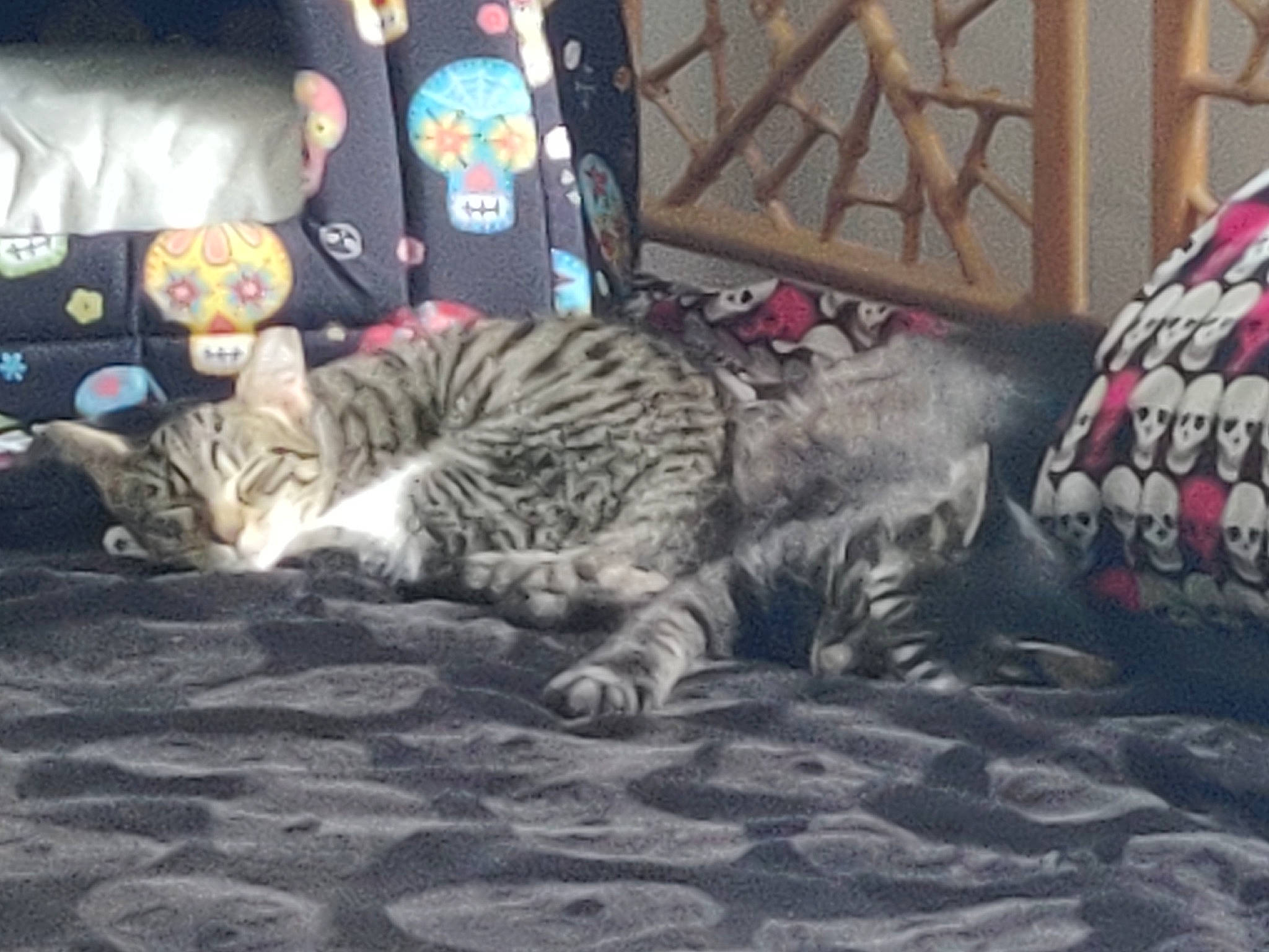 Cole is registered to the contest to win money with this photo: bedding, carnivore, cat, comfort, domestic_short_haired_cat, felidae, flooring, fur, grey, linens, nap, pattern, paw, room, sitting, small_to_medium_sized_cats, tail, tree, whiskers, wood