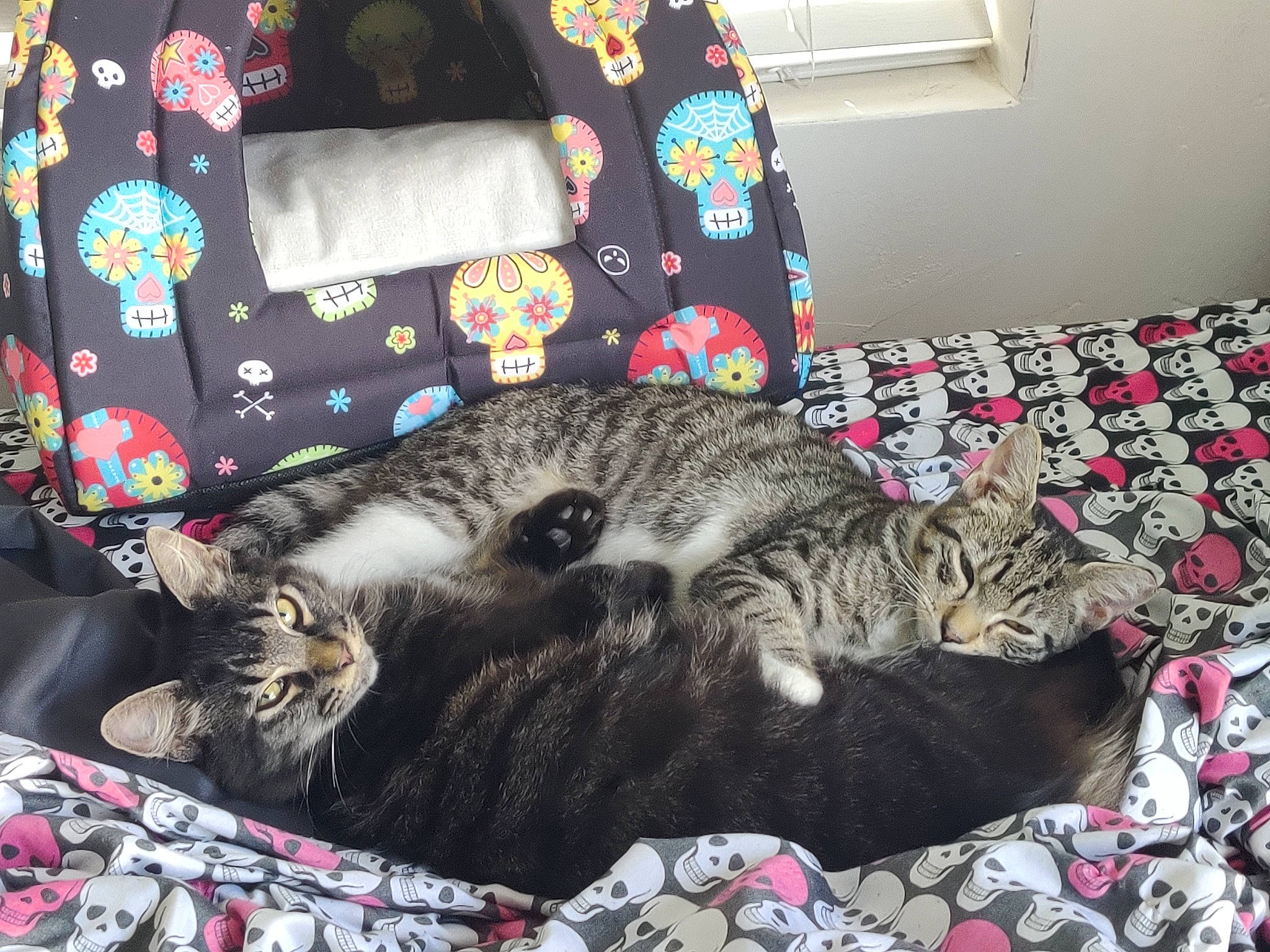 Cole is registered to the contest to win money with this photo: bed_sheet, bedding, carnivore, cat, comfort, couch, domestic_short_haired_cat, felidae, fur, grey, linens, living_room, luggage_and_bags, morning, pattern, small_to_medium_sized_cats, studio_couch, tail, textile, whiskers