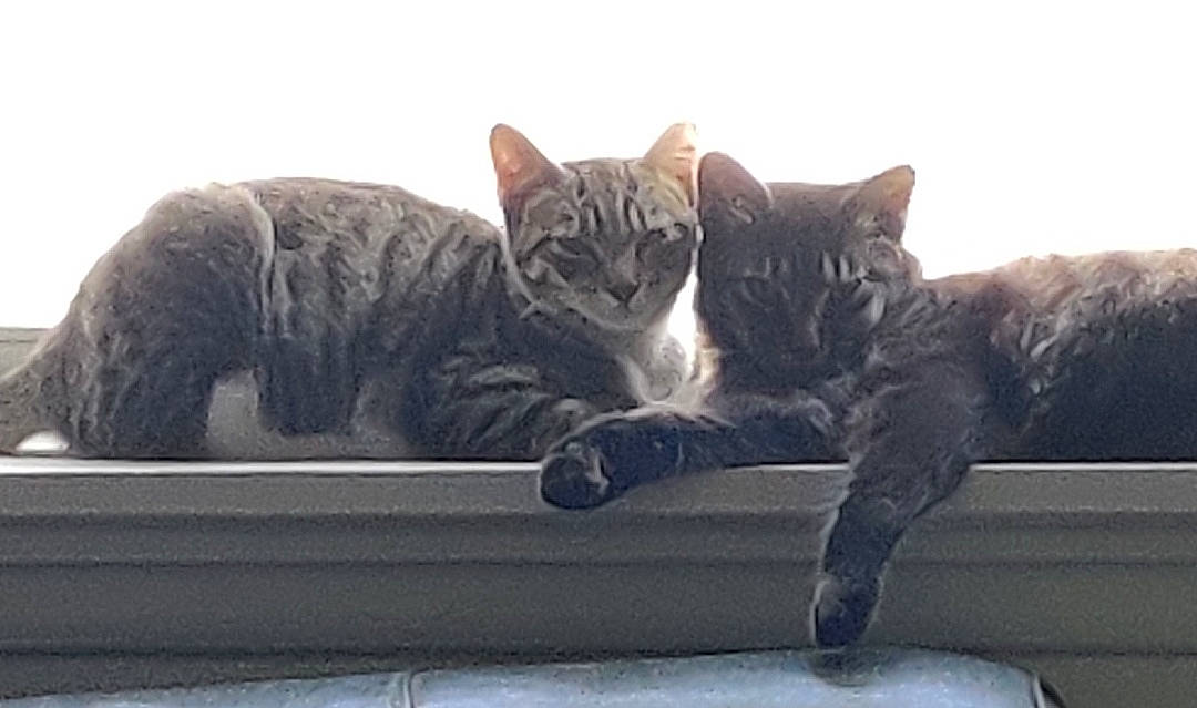 Cole joined the competition — help win amazing prizes! carnivore, cat, claw, comfort, domestic_short_haired_cat, felidae, fur, grey, mammal, monochrome_photography, paw, sitting, small_to_medium_sized_cats, snout, tail, tree, vehicle, whiskers, window, windshield