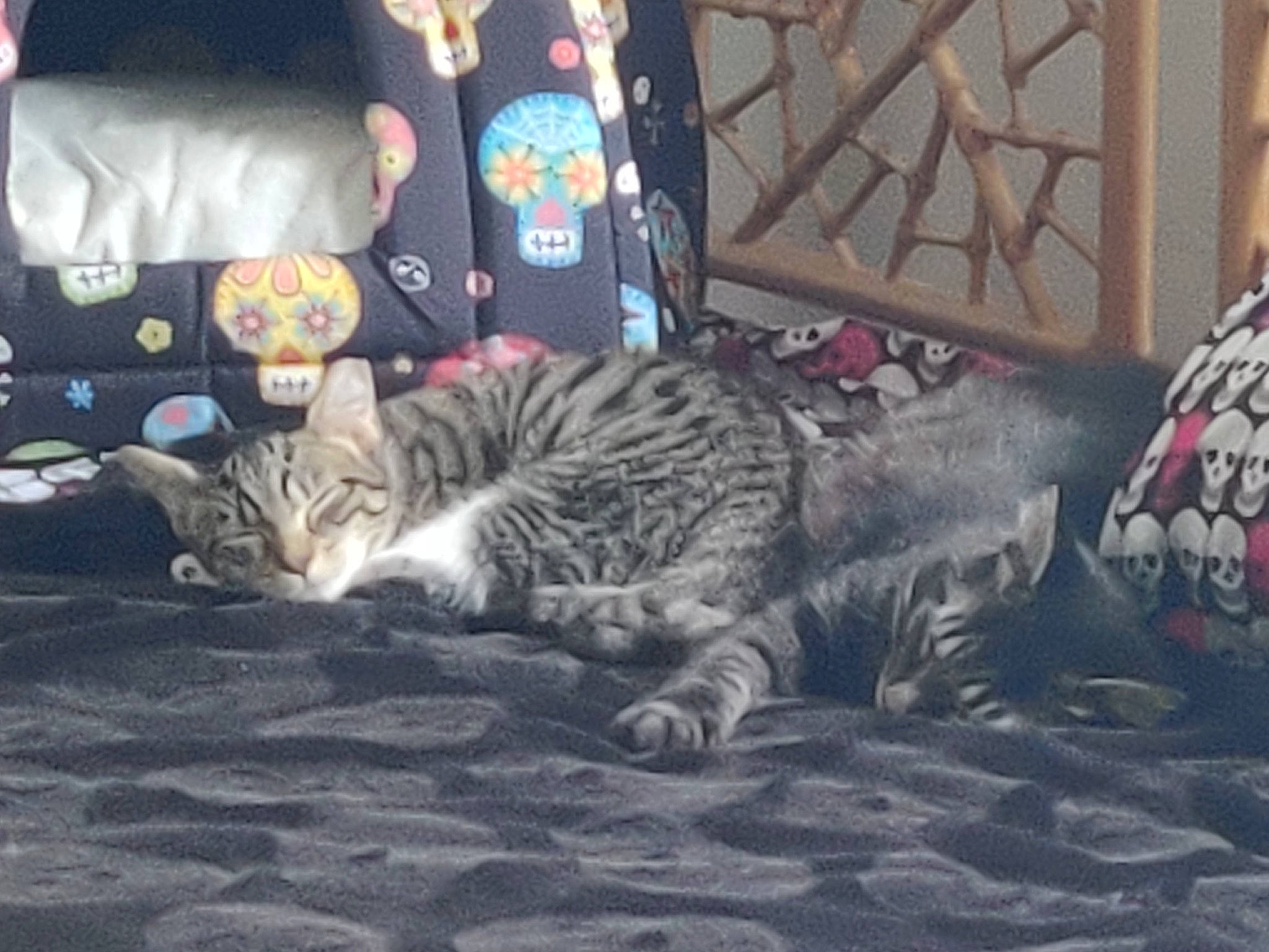 Ember joined the competition — help win amazing prizes! bedding, carnivore, cat, cat_bed, comfort, couch, domestic_short_haired_cat, felidae, fur, grey, linens, nap, room, sitting, small_to_medium_sized_cats, tail, terrestrial_animal, tree, whiskers, wildlife