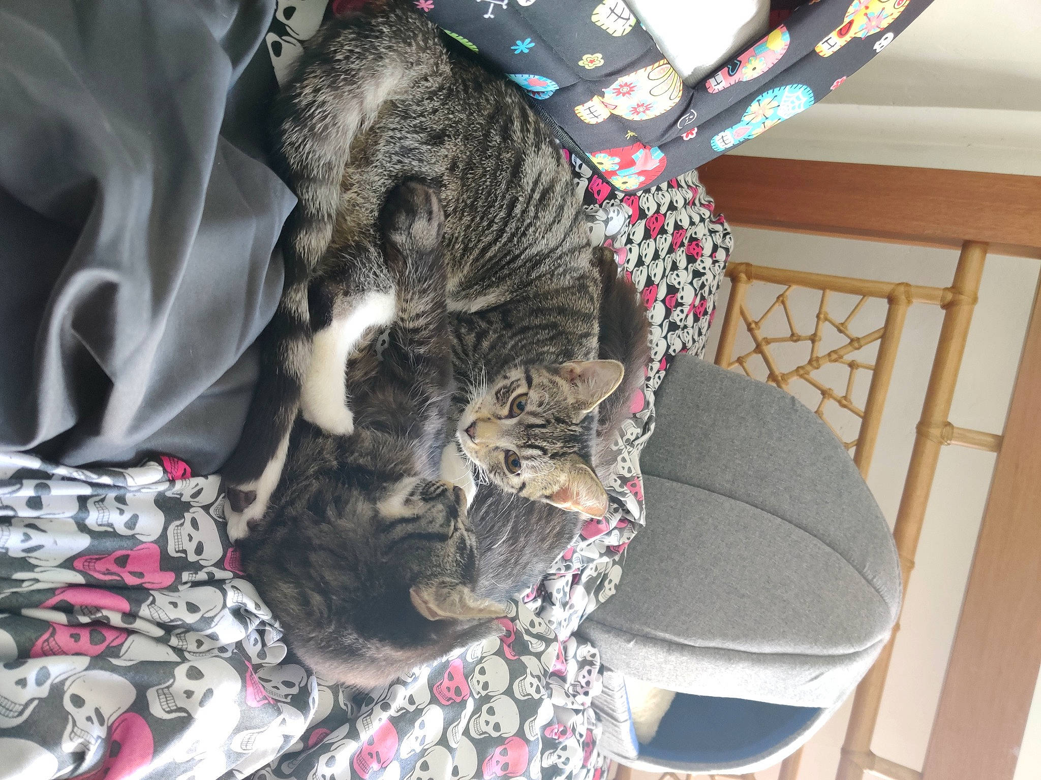 Ember is registered to the contest to win money with this photo: bag, black_cat, carmine, carnivore, cat, chair, collar, comfort, domestic_short_haired_cat, felidae, fur, grey, linens, pattern, small_to_medium_sized_cats, snout, sporting_group, tail, tree, whiskers