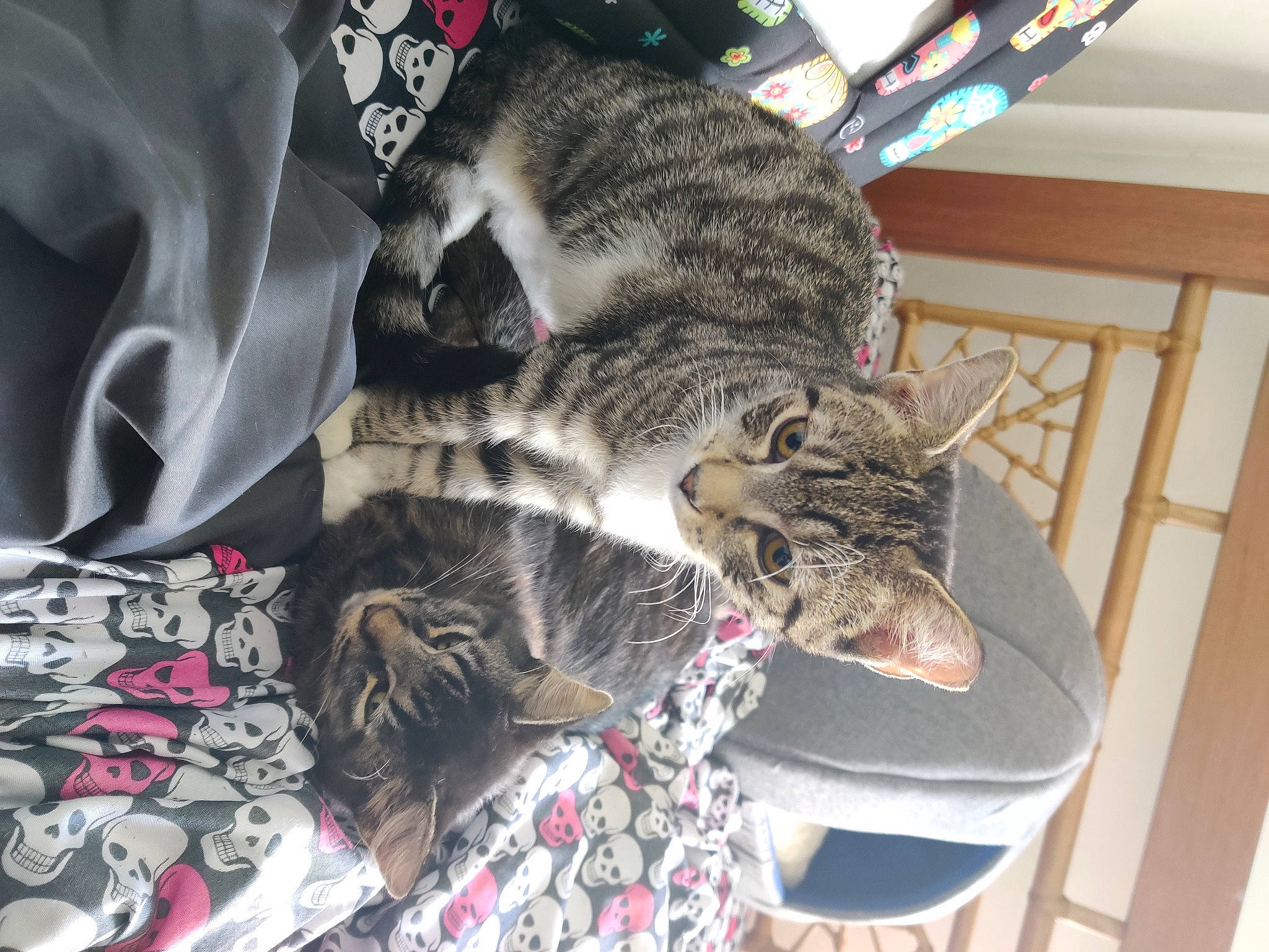 Ember joined the competition — help win amazing prizes! bag, carnivore, cat, claw, comfort, domestic_short_haired_cat, felidae, fur, grey, nap, pattern, paw, sleeve, small_to_medium_sized_cats, snout, t_shirt, tail, terrestrial_animal, whiskers, wood