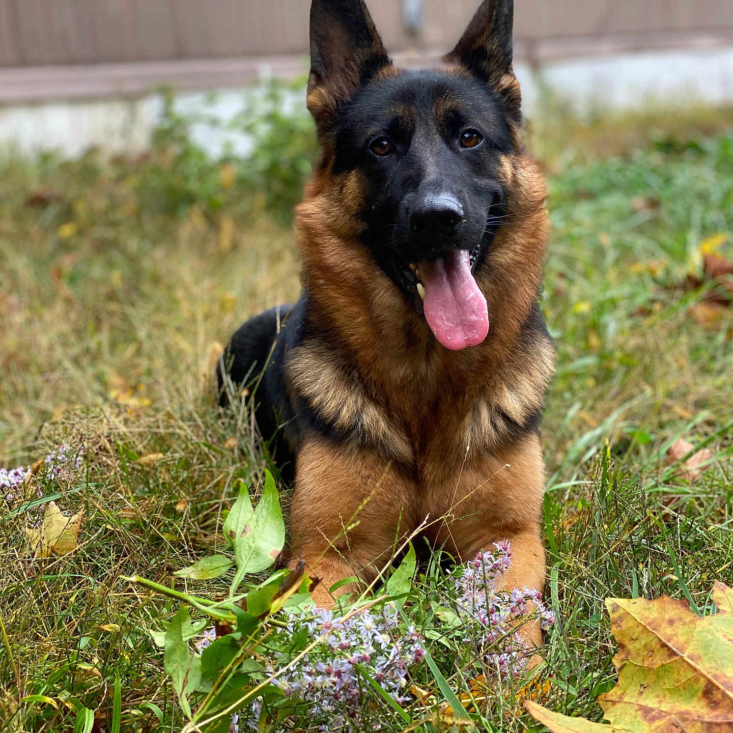 Lola joined the competition — help win amazing prizes! animal, canine, close_up, dog, ears, flower, fur, german_shepherd, grass, happy, laying_down, leaf, muzzle, nature, outdoor, pet, playful, summer, tongue, tongue_out